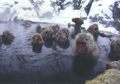 Even the monkeys in the onsen like to “cover it up” :)